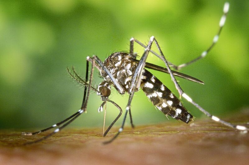 Die Tigermücke (Aedes albopictus) gilt als Überträger von Denguefieber und anderen Viruskrankheiten. (CDC/ James Gathany)