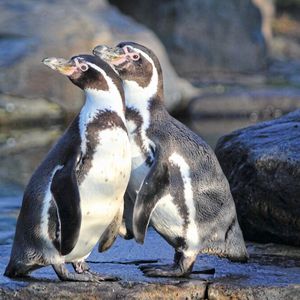 Pinguine sind Überlebenskünstler  Humboldt-Pinguine haben noch einen Trick, um mit hohen Temperaturen zurechtzukommen: Sie können Salzwasser trinken, um dem Körper stets genug Flüssigkeit für das Verdunsten beim Hecheln zuzuführen. Dafür besitzen sie spezielle Salzdrüsen oberhalb der Augen, mit denen sie überschüssiges Salz ausscheiden können wie über die Nieren.(Bild:  gemeinfrei, Dušan veverkolog / Unsplash)