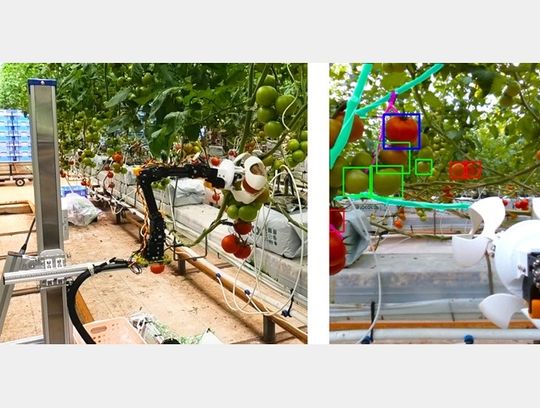 Das linke Bild zeigt den Tomatenpflückroboter und die Kamera. Das rechte Bild zeigt eine „Roboter-Perspektive“ auf die Tomaten. Rot steht für reife Früchte, Grün für unreife Früchte und Blau für ausgewählte Ernteziele.(Bild:  Osaka Metropolitan University)