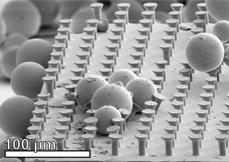 Glaskugeln zwischen Mikrohärchen, deren Pilzform die Haftung erhöht. (REMAufnahme: Michael Röhrig, KIT)