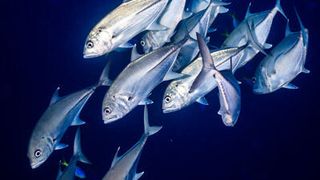 Stachelmakrelen sind eine von vielen Fischgruppen, die drei Opsin-Gene zur Wahrnehmung von Blautönen besitzen (Foto: Tane Sinclair-Taylor)