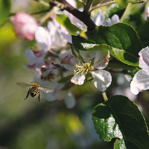 Abb.1: Biene beim
Anflug auf eine
Apfelblüte