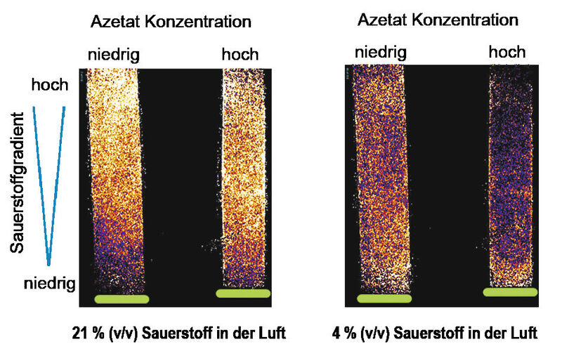 Abb. 2: Sauerstoffkonzentration im Testgefäß über der Algenzellschicht (grüne Linien) bei (A) 21% und (B) 4% Sauerstoff in der Umgebungsluft. Gelbe Farbbereiche deuten hohe, blaue Bereiche niedrige Sauerstoffkonzentrationen an. (Bild: MPI für Molekulare Pflanzenphysiologie)