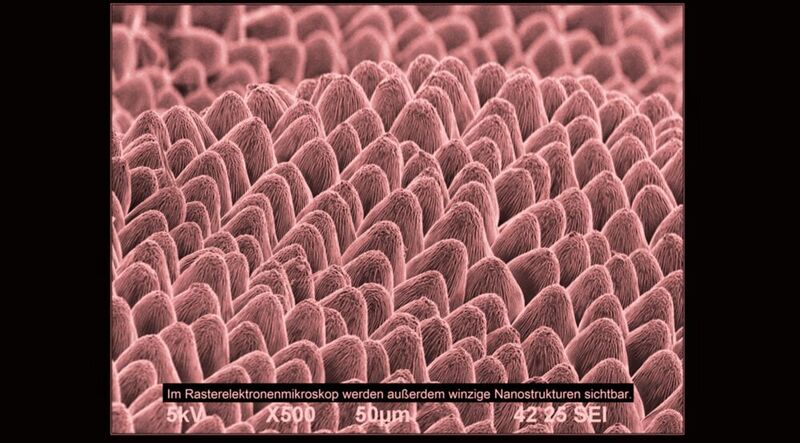 Auf den einzelnen Noppen der Blattoberfläche ist die feine Nanostrukturierung des Rosenblattes zu erkennen (Bild eingefärbt). (KIT, Phytonics)