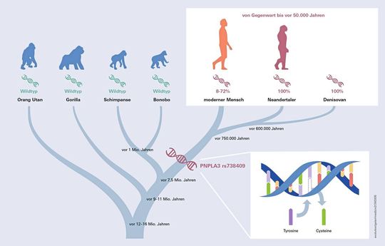 Vorhandensein der PNPLA3 rs738409-Genvariante bei modernen und archaischen Menschen, wobei die großen Menschenaffen die ursprüngliche Variante, den Wildtyp tragen.(Source:  UKW)