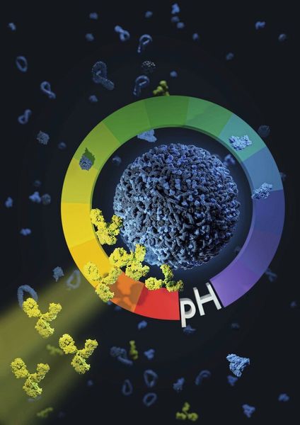 Bringt man eine winzige Medikamentenkapsel – einen Nanocarrier – mit Antikörpern unter sauren Bedingungen zusammen, so kommt es zu einer stabilen Anlagerung des Antikörpers an den Medikamententräger. (Volker Mailänder/Universitätsmedizin Mainz)