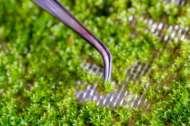Das Moos Physcomitrella patens auf einem Drahtgitterträger. (Bild: Andreas Heddergott/TUM)