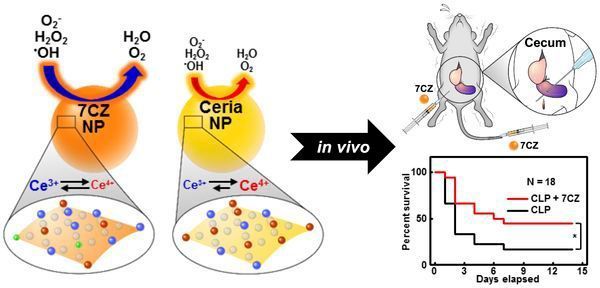 A tailored amount of zirconium ions (Zr4+) in the 7CZ nanoparticles (7CZ NP) boost their performance as antioxidants: they are more efficient in converting Ce4+ into Ce3+ compared with the traditional ceria nanoparticles (Ceria NP), therefore a smaller dose suffice. After sepsis was induced in rats and mice with a puncture in the cecum (CLP), injection of 7CZ nanoparticles resulted in an increase in survival rate and a decrease in organ injuries. (Institute for Basic Science )