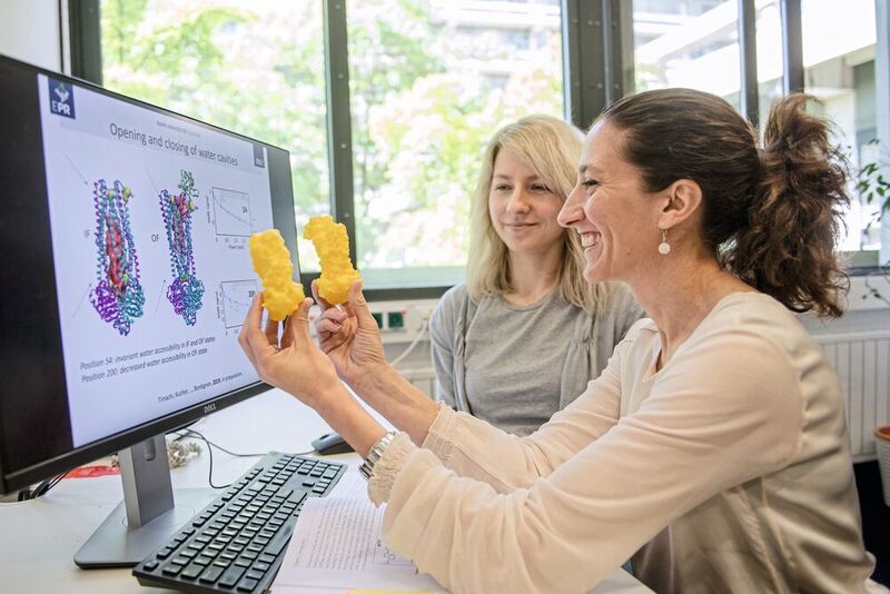 Enrica Bordignon (vorn) und Svetlana Kucher mit einem Modell des Transportproteins, das sie untersucht haben (RUB, Marquard)