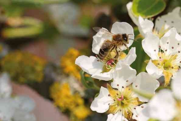 Bienen ernähren sich rein vegetarisch: Nektar und Honigtau liefern Kohlenhydrate, Pollen das Eiweiß. (Bild: Siemens)
