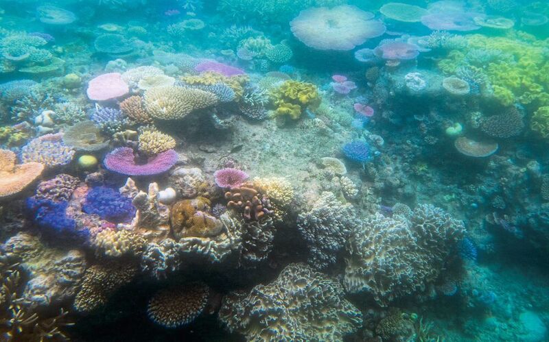 Ausbleichende Korallen im australischen Great Barrier Reef, 2016. Korallenriffe können unter Hitzestress ausbleichen und absterben. Bereits bei der mittlerweile wohl unvermeidlichen globalen Erwärmung um 1,5 °C erwartet der Weltbiodiversitätsrat IPBES, dass 70 bis 90% der Korallen verloren gehen, bei 2 °C wären es 99%. (Coral Reef Bleaching / Jay Galvin / CC BY 2.0)