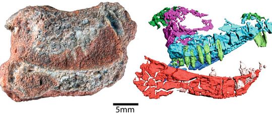 Die 3D-Bilder zeigen die überraschenden Merkmale des Funds.(Bild:  Gaetano et al. 2022 Scientific Reports https://doi.org/10.1038/s41598-022-10486-4)