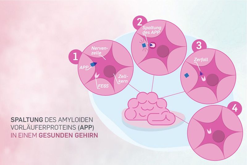 So läuft die APP-Spaltung in einem gesunden Gehirn ab. Die Spaltprodukte in der Zelle zerfallen. (Bild: Agentur der RUB)