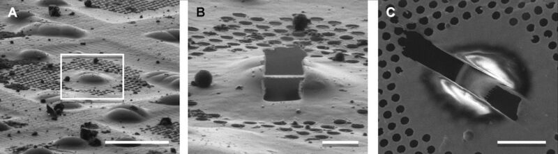 Abb.1: Raster-Elektronen-Mikroskopische (REM) Aufnahmen einer Kryo-FIB-Präparation. A: Vitrifizierte eukaryontische Zellen auf einem speziellen Träger für die Elektronenmikroskopie mit löchrigem Kohle-Film (Maßstab 30 µm, Löcher der Folie 2 µm) B: Zelle aus A (Ausschnitt), Lamelle mit dem Ionenstrahl-Mikroskop präpariert (Maßstab 5 µm) C: Ansicht der präparierten Zell-Lamelle aus B von oben (Maßstab 10 µm). (Bild: Bäuerlein et al.)