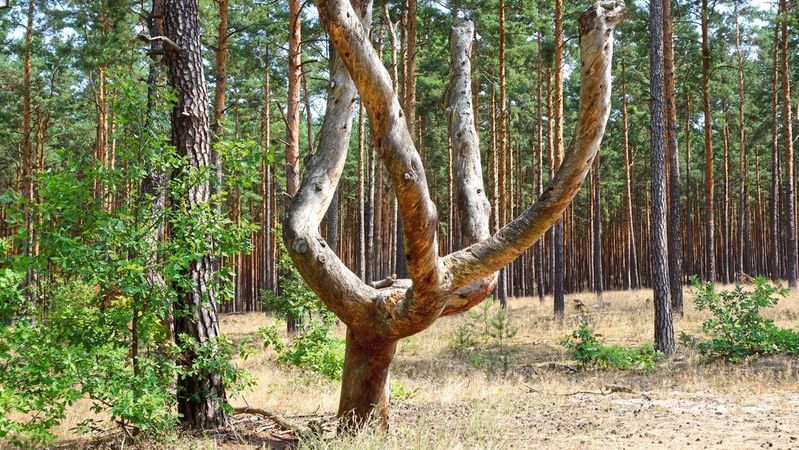 Den Bürgern und Unternehmen in Ostbrandenburg droht eine Rationierung des Wasserverbrauchs.(Bild:  radtour 20-22.7 /distelfliege / CC BY-SA 2.0)