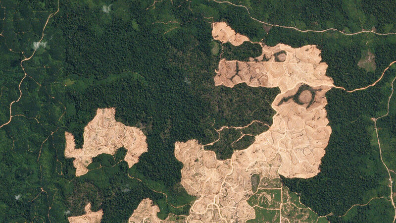Ostkalimantan – Diese „Planetscope“-Bilder dokumentieren die Abholzung, die zwischen dem 15. Februar 2019 und dem 9. Juli 2019 in der Provinz Ostkalimantan (Indonesien) stattfand. (Planet Labs Inc. )