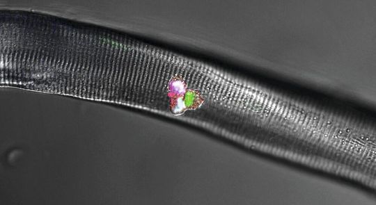 Stammzellen an einer Muskelfaser (grau). Die Stammzellen produzieren Dll1 (rot) und MyoD (grün). Zwei der Zellen produzieren MyoG (blau): Sie bilden neue Muskelzellen. Die Überlagerung von blau, grün und rot erscheint weiß.(Bild:  AG Birchmeier, MDC)