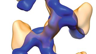 Das Uromodulin ordnet sich zu leiterartigen Filamenten (blau). Jede Sprosse entspricht einem Proteinmolekül. In orange ist außerdem das gebundene E. coli-​Protein FimH sichtbar, das die Spitze der Bakterien-​Pili bildet. (Bild: G. Weiss / ETH Zürich)