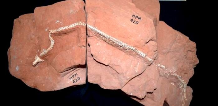 Articulated fossil of Tametara mirim, with part of the skull and spine preserved in rock blocks (Source:  Agustín Martinelli)