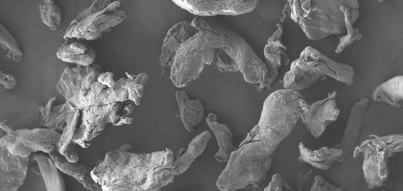 Rasterelektronenmikroskopische Aufnahme von Cellulosepartikeln aus Buchenholz, die in verschiedene Pflegeprodukte eingearbeitet wurden. (© Fraunhofer IMWS)