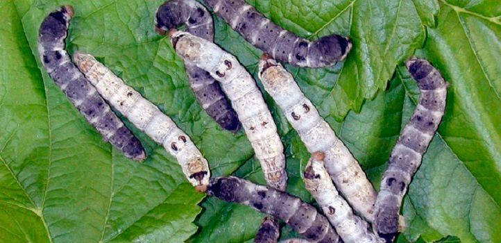 The team has engineered silkworms to produce E-selectin, a critical adhesion molecule involved in inflammation, cancer and other disease processes. (Takahiro Kusakabe & Jae Man Lee, Kyushu University)