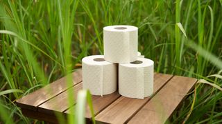 Das Chinaschilf für das Papier wird in den Niederlanden angebaut.  (Bild: Louis-Philippe Beauduin/Wepa Professional)