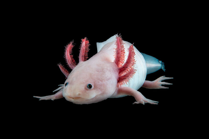 Der Mexikanische Axolotl Ambystoma mexicanum ((c) IMP)