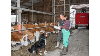 Abb.1: Angestellte des TGD sind u.a. vor Ort im Stall tätig, etwa um Proben zu nehmen und akute Krankheitsfälle zu monitoren. Die Komplexität der verschiedenen Aufträge kann gut im LIMS abgebildet werden. (Bild: TDG Bayern)