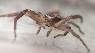 Nahaufnahme einer Krabbenspinne (© Moonsung Cho)