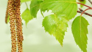In Birkenpollen-Extrakt fanden Wissenschaftler gut 1000 verschiedene niedermolekulare Substanzen. (© Printemps - Fotolia)