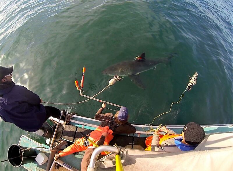Wissenschaftler befestigen eine Kamera an der Rückenflosse eines Weißen Hais. Die Kameras mit eingebautem GPS-Sensor lösen sich nach wenigen Tagen wieder. (TK Chapple)