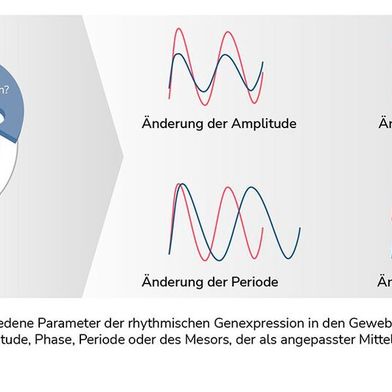 Ernährung kann verschiedene Parameter der rhythmischen Genexpression in den Geweben beeinflussen. (Bild: Quelle: Carolin Schrandt, Copyright: DIfE)