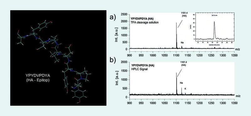 Abb. 4  Massenspektrometrischer Nachweis eines mit Partikeltechnik synthetisierten HA-Peptids (YPYDVPDYA) direkt aus der Abspaltlösung vom Syntheseträger (a) und Vergleich mit der Massenverteilung (b) der gereinigten HPLC-Fraktion (siehe Einfügung oben rechts) dieses Peptids. (Archiv: Vogel Business Media)
