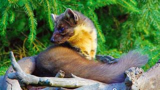 Putzig sehen sie aus und harmlos. Aber Marder lieben nicht nur Baumstümpfe, sondern auch  Motorräume. Wenn die dann noch nach fremden Artgenossen riechen, werden die Raubtiere bissig und richtigen Schäden an der Verkabelung an. (gemeinfrei)