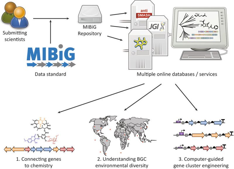 Schema des Ablaufs. Die Forscher geben ihre Daten über ein Online-Formular ein. Von dort geht es automatisch weiter an mehrere Datenbanken, die miteinander vernetzt sind.



 (http://mibig.secondarymetabolites.org/index.html)