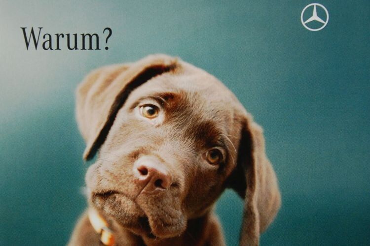 Die weniger treuen Kunden erhalten eine Karte mit einem traurigen Hundeblick.  (Köpper)