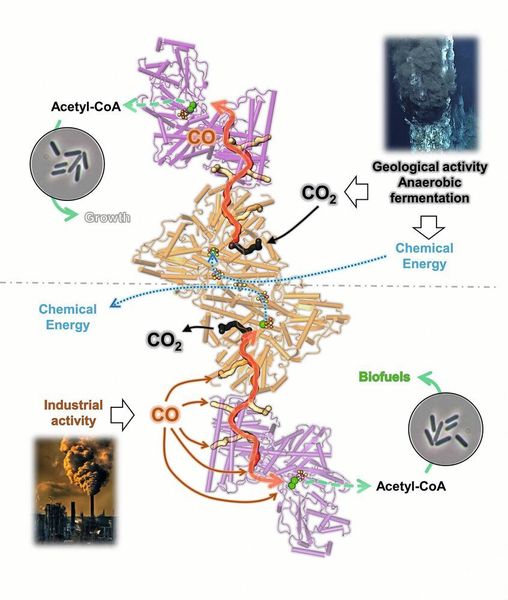 Abb.3: Diese Grafik zeigt die Bidirektionalität des CODH/ACS-Komplexes von C. autoethanogenum (CODH in orange und ACS in violett). Unter chemolithoautotrophen Bedingungen kann das Enzym Kohlendioxid (CO2) in Kohlenmonoxid (CO) umwandeln, das in einem Gaskanal sequestriert wird (oben). Das Kohlenmonoxid wird in Acetyl-CoA umgewandelt, den Baustein der Zelle, der zur Gewinnung von Zellenergie und zum Aufbau des Zellmaterials dient. Während des Gasumwandlungsprozesses kann das durch die Industrie freigesetzte Kohlenmonoxid durch CODH/ACS sehr effizient genutzt werden (unten). Das Gas wird durch zahlreiche Gaskänale eingesammelt und erzeugt gleichzeitig Acetyl-CoA und chemische Energie, so dass die Zelle Kohlenmonoxid zum Leben nutzen kann.verwendete Fotos: Nicht urheberrechtlich geschütztes Material der National Oceanic and Atmospheric Administration (NOAA) und der Pexel-Fotobibliothek. Black Smoker: Bild mit freundlicher Genehmigung des NOAA Office of Ocean Exploration and Research, 2016 Deepwater Exploration of the Marianas; Werksfotografie von Chris LeBoutillier (O. Lemaire, T. Wagner)