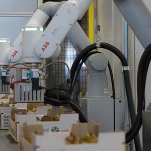 Die GoFa-Cobots von ABB reduzieren die Zeit für die Wachsversiegelung auf nur eine Sekunde pro Frucht und ermöglichen eine exakte Dosierung und gleichmässige Qualität. (Bild:  ABB Robotics)