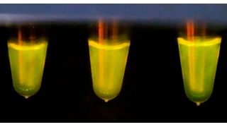 A fluorescent signal is produced to show that the sample tests positive for Sars-CoV-2. (Source: Kaust/ Anastasia Serin)
