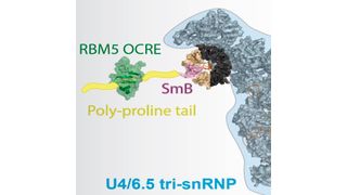 Das Protein RBM5 hilft, den Spleiß-Apparat zur Boten-RNA zu bringen, indem es an eines dieser Proteine bindet. Dadurch entscheidet RBM5, welche Isoform von Fas hergestellt wird. (Ausschnitt) (Helmholtz Zentrum München)