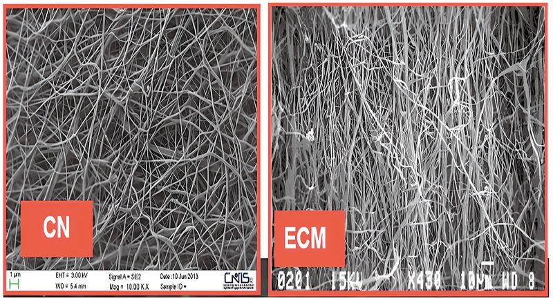 Biologisch abbaubare Gewebeträger  Die Kosmetikbranche, insbesondere im Bereich Anti-Aging, hat zwei wesentliche Herausforderungen bei ihren Produkten: mangelhafte Penetration von Wirkstoffen in die Haut und massive Plastikverschmutzung durch Einwegverpackungen. Dies adressiert eine neue Entwicklung von einem internationalen Forscherteam. Die Wissenschaftler entwickelten mithilfe der Elektrospinntechnologie neue Gewebeträger aus natürlichen Biopolymeren: Chitinnanofibrille und Nanolignin (CN-NL). Diese Träger ahmen die körpereigene extrazelluläre Matrix der Haut nach und ermöglichen so eine verbesserte Freisetzung wichtiger Anti-Aging-Verbindungen wie Nicotinamid, Vitamin C, Allantoin und Lutein. Anders als herkömmliche Emulsionen sind die Gewebeträger frei von Konservierungsstoffen, Emulgatoren und Duftstoffen. Darüber hinaus ersetzen die vollständig biologisch abbaubaren Träger Einwegprodukte auf Kunststoffbasis wie Tuchmasken und Sachets und bieten damit einen Ansatz, den Plastikfußabdruck der Kosmetikindustrie zu verringern. Hier geht‘s zur Originalmeldung Wissenschaftsbild des Tages vom 30.6.2026  (Bild: HIGHER EDUCATION PRESS)