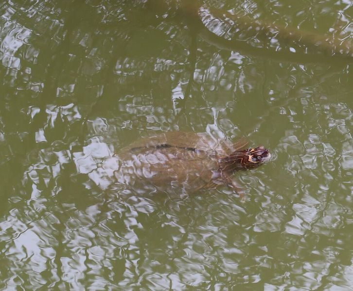Endlich ist wieder was los! Dieses Wesen fand ich vor vielen Jahren zum ersten Mal im kleinen Teich auf dem Messegelände in Hannover. Offensichtlich hat es die Zeit gut überstanden. Es ist auch kräftig gewachsen, wie mein erneutes Treffen im Rahmen der EMO Hannover zeigte. (Bild: P. Königsreuther)