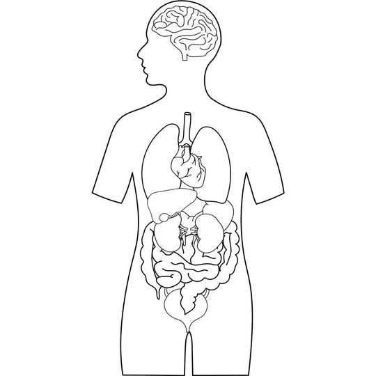The gut microbiome also plays a key role in the health of our brain. The gut microbiome also plays a key role in the health of our brain.