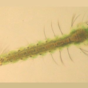 (Foto: commons.wikimedia.org/Dietzel65 (CC BY))