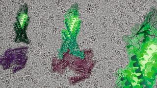 Die Struktur des Glucagon-Rezeptors (grün) in inaktivem (links) und aktiviertem Zustand (Mitte) vor einer Kryo-Elektronenmikroskopischen Aufnahme. Das grün leuchtende Kettenmolekül stellt das Glucagon-Hormon dar, das nachgeschaltete G-Protein ist violett abgebildet. (Bild: Dr. Daniel Hilger)