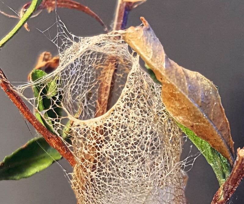 Das ungewöhnliche multifunktionale Netz der im Südosten  Australiens heimischen Spinnenart Saccodomus formivorus.