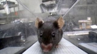 Mehr Leistung auf dem Laufband: Das Dopingmittel Epo wirkt auch im Gehirn – es löst einen Motivationsschub aus. (Bild: UZH)