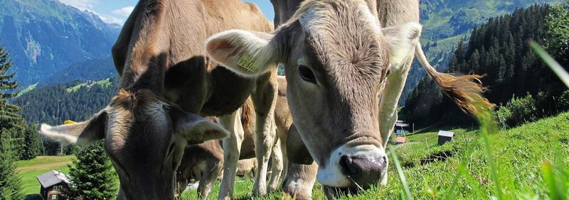 Abb.1: Die Digitalisierung ist auch in den Schweizer Alpen angekommen. Käsereien nutzen dort LIM-Systeme zur Organisation ihrer Laboraufträge. Abb.1: Die Digitalisierung ist auch in den Schweizer Alpen angekommen. Käsereien nutzen dort LIM-Systeme zur Organisation ihrer Laboraufträge.