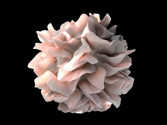 Artistic rendering of a human dendritic cell(Source:  Don Bliss & Sriram Subramaniam, National Cancer Institute)