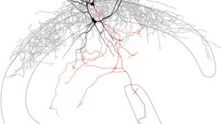 Eine synaptisch verbundenes Paar erregender (rot) und hemmender (schwarz) Nervenzellen im Hippocampus, einer Region im Schläfenlappen des menschlichen Gehirns. (Bild: Thomas Hainmüller)